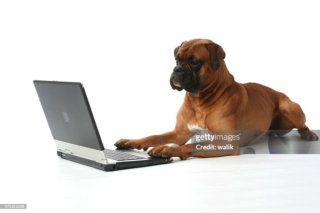 Beautiful boxer concentrated in laptop work