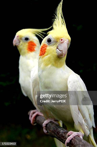 aviary antics: twin tweeters - cockatiel bildbanksfoton och bilder