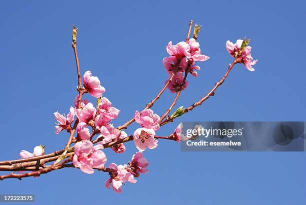 fleur de pêcher - peach blossom photos et images de collection