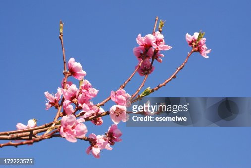 358 Japan Peach Blossom Stock Photos, High-Res Pictures, and Images - Getty  Images