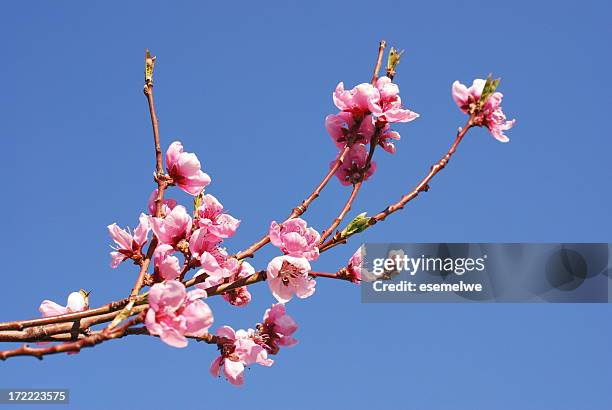 peach blossom - peach blossom stock pictures, royalty-free photos & images