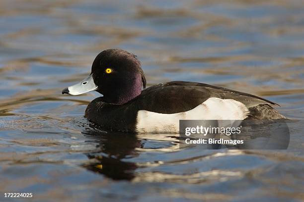 tufted duck male - animal's crest stock pictures, royalty-free photos & images