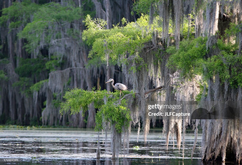 Cypress Swamp with Great Blue Heron