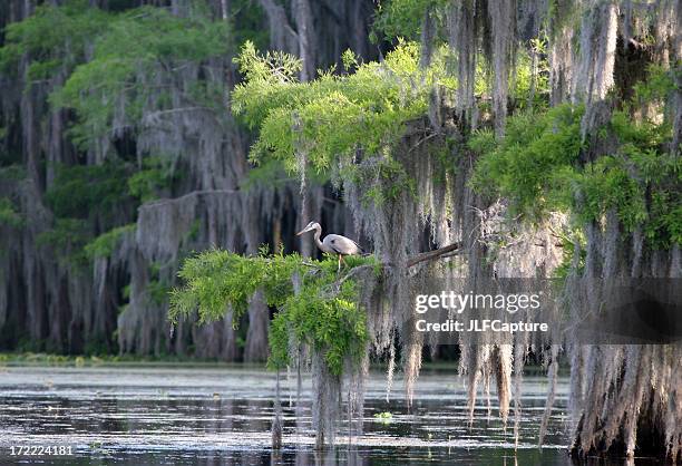 cypress swamp with great blue heron - great blue heron stock pictures, royalty-free photos & images