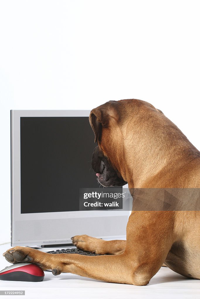 Tired Dog Computer Dog Using Computer