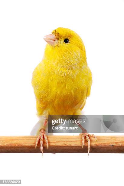 maltesische canary - yellow perch stock-fotos und bilder