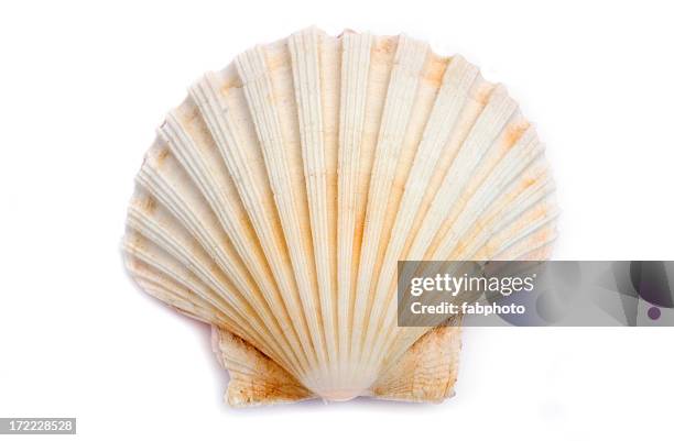 shell - shell stock pictures, royalty-free photos & images