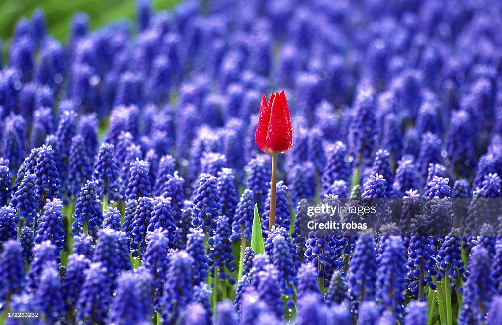 Lonely tulip