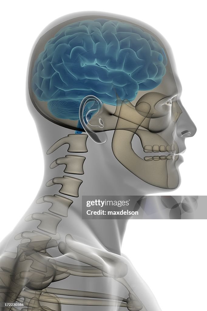 Head Components Brain Human Head Brain Anatomy