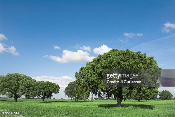 oaks - groenblijvende eik stockfoto's en -beelden