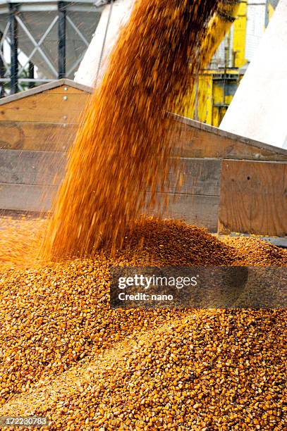 corn for - fall harvest bildbanksfoton och bilder