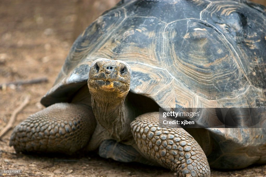 Old tortoise walking on dirt looking at camera