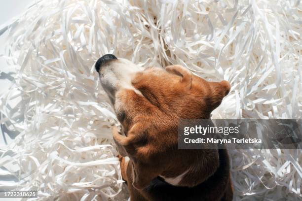 cute portrait of a beagle dog on a white background. funny dog. pet. - dog eyes closed stock pictures, royalty-free photos & images
