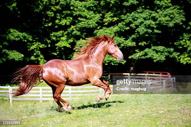 gleeming in the sun - animal mane stock pictures, royalty-free photos & images