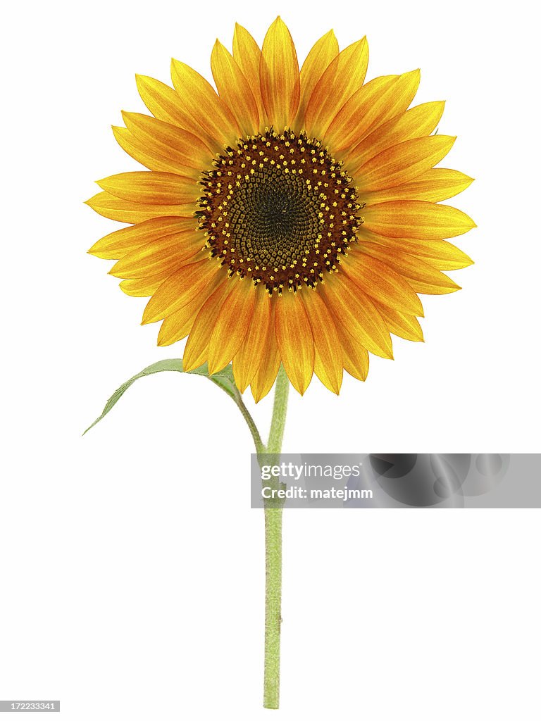 Sunflower beauty