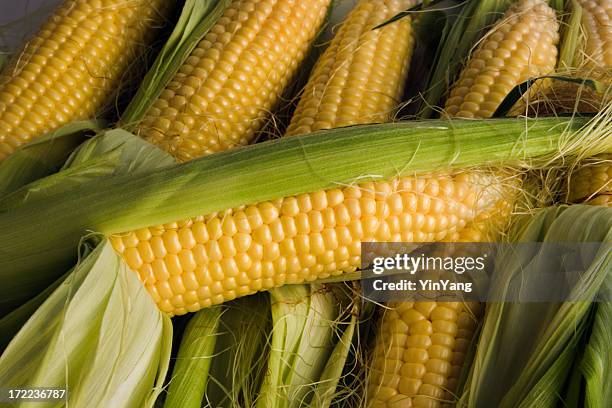 maiskolben, leichte mais crop mit frischem gemüse - maisernte stock-fotos und bilder