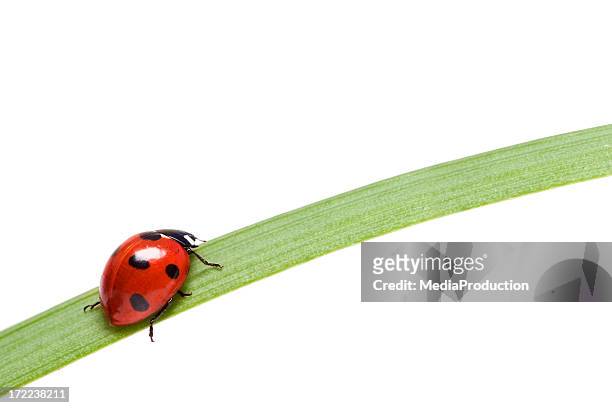 ladybird on grass blade - coccinella stockfoto's en -beelden
