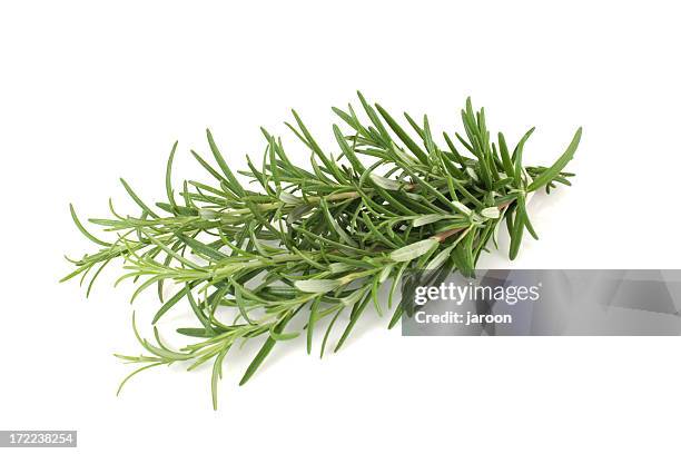 rosemary - rosmarin bildbanksfoton och bilder