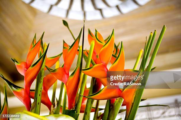 beautiful heliconia (lobster claw) - hawaiian heliconia stock pictures, royalty-free photos & images
