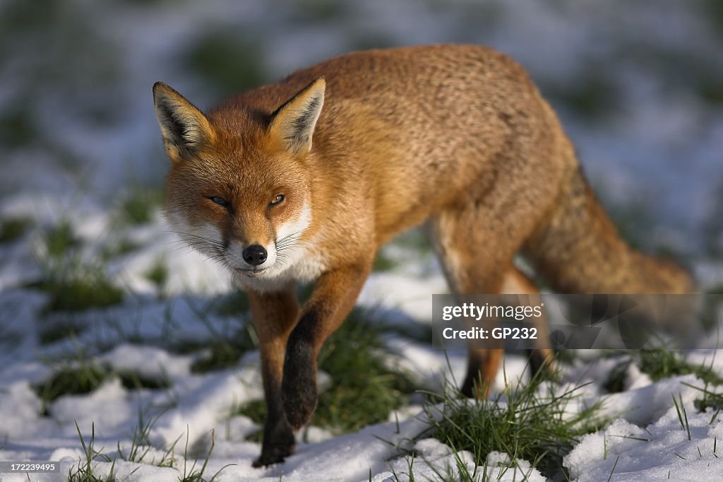 Red Fox im Schnee