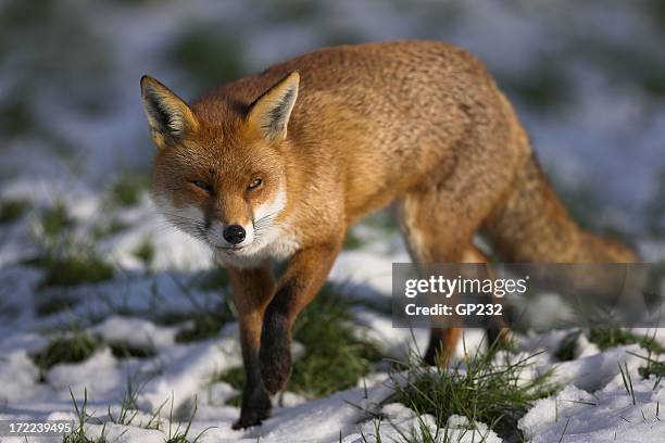 red fox walking through some snowy grass - couvert stock pictures, royalty-free photos & images