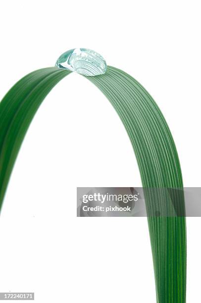 grass arch - blade of grass stock pictures, royalty-free photos & images