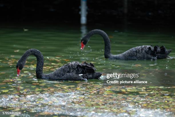 October 2023, Lower Saxony, Bad Gandersheim: Two black swans swim between autumn colored leaves at the State Garden Show. The state horticultural...