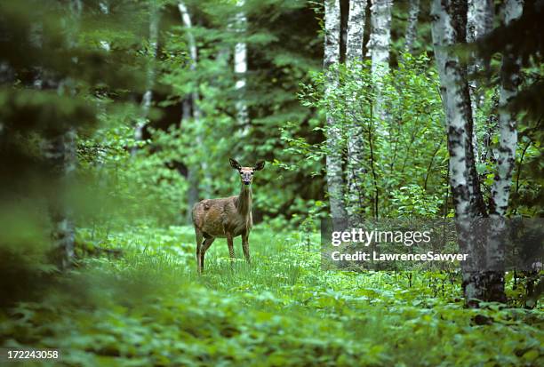 white tailed deer in a forest landscape - doe stock pictures, royalty-free photos & images