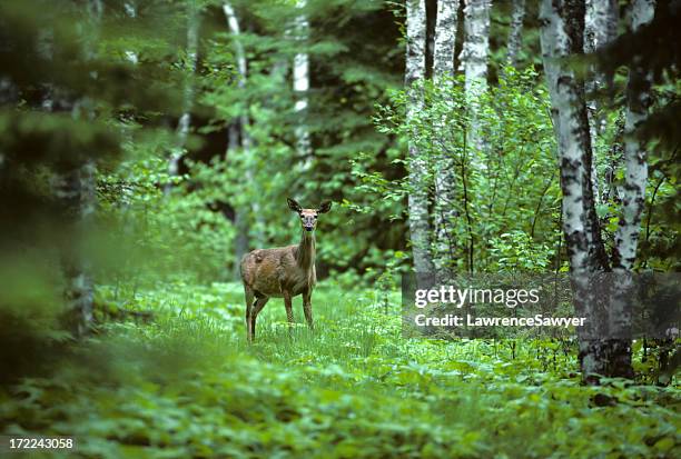 white tailed deer in a forest landscape - concept does not exist 個照片及圖片檔