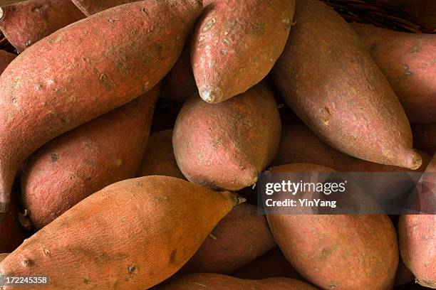 raw whole sweet potatoes yams, fresh healthy root vegetable - zoete aardappel stockfoto's en -beelden