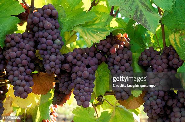 pinot gris grapes organic - kelowna stock pictures, royalty-free photos & images