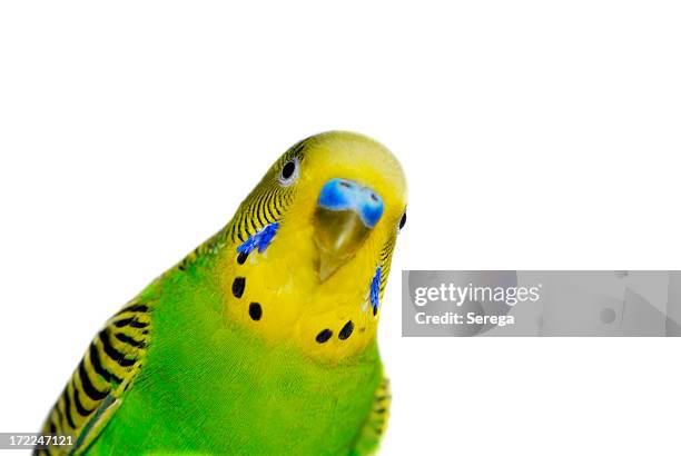 yellow-green budgie - birds isolated stock pictures, royalty-free photos & images