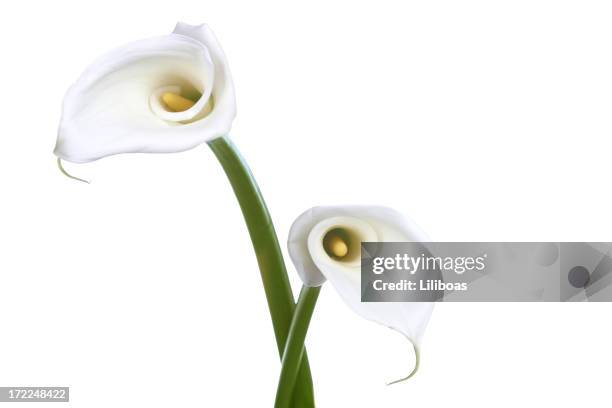 cala serie (en blanco - calla lilies white fotografías e imágenes de stock