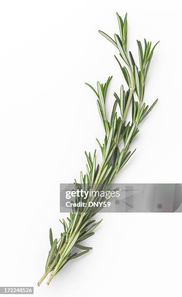 rosemary sprigs - rosmarin bildbanksfoton och bilder