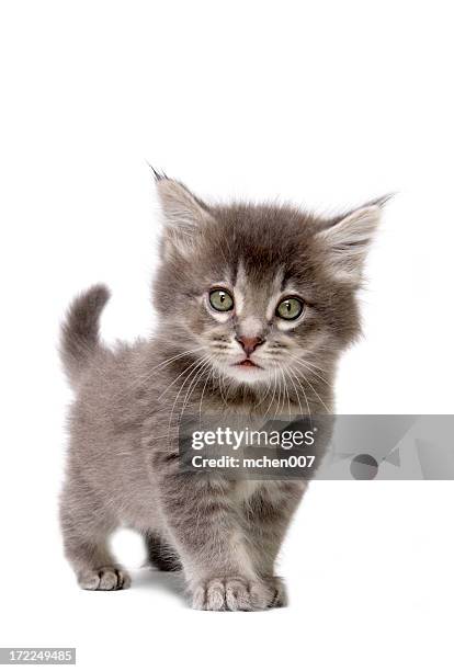 close up of grey kitten on a white background - kitten stockfoto's en -beelden