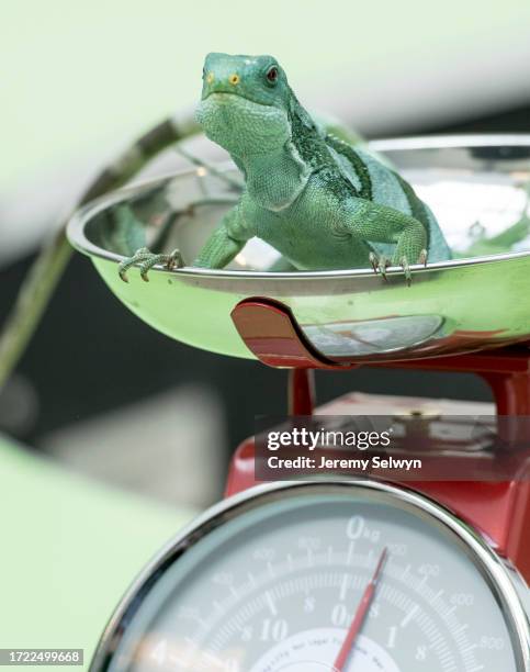 London Zoo Annual Weigh In.Iguana. 21-August-2019