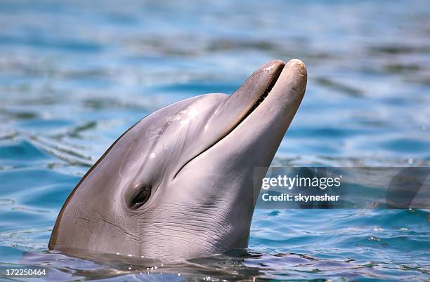 dolphin in sea - uncultivated stock pictures, royalty-free photos & images