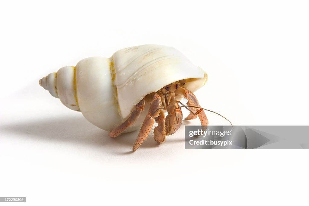 Einsiedlerkrebs