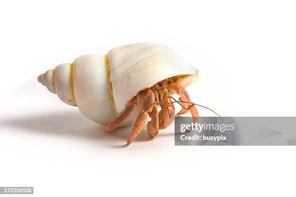 hermit crab - hermit crab stock pictures, royalty-free photos & images