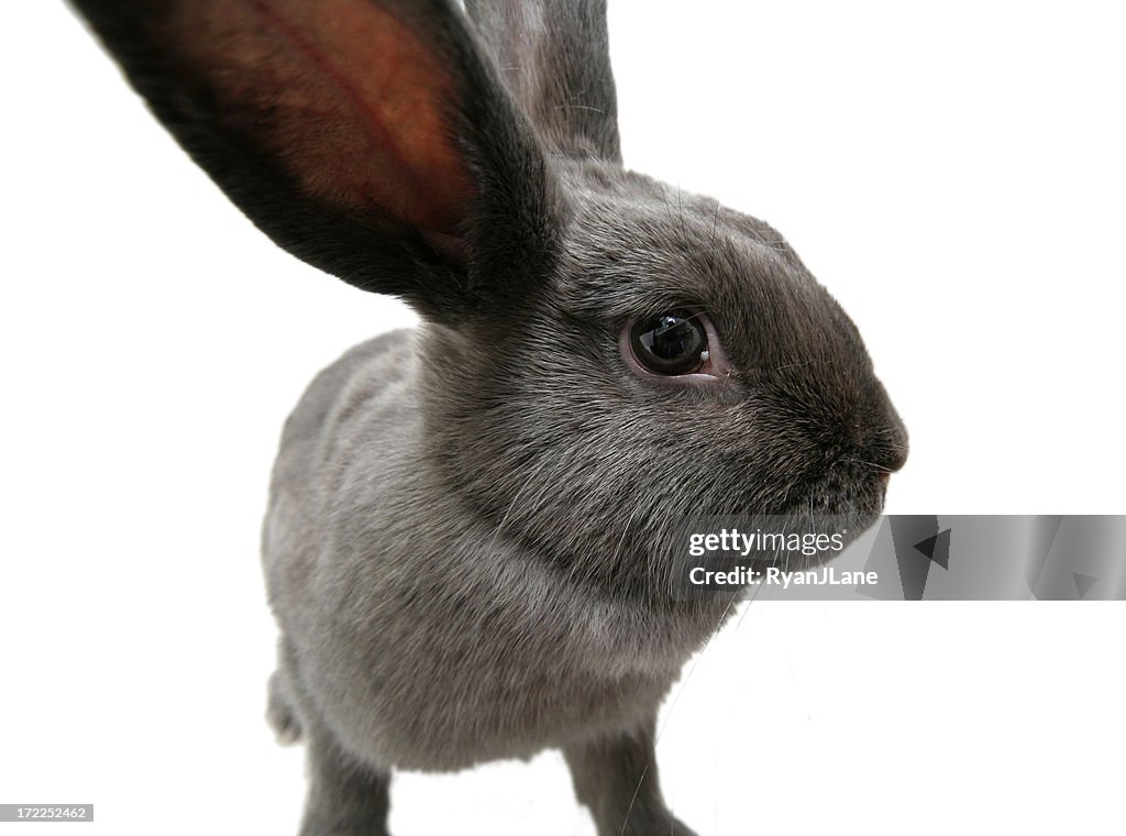 Gran angular Gray Bunny Rabbit con espacio de copia