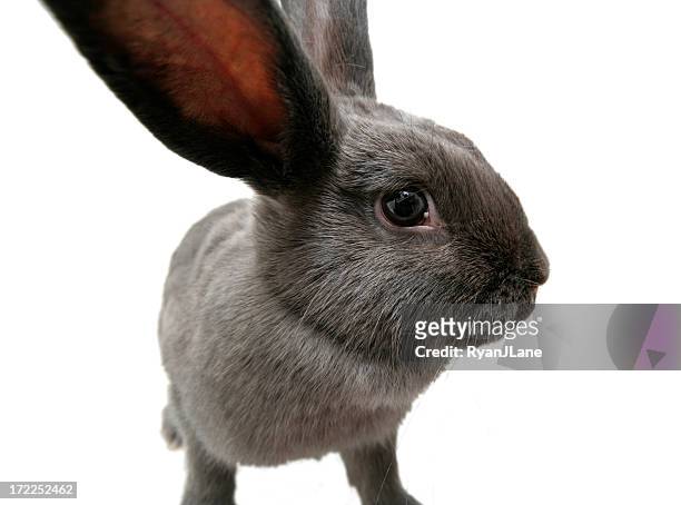 grand angle gris bunny lapin avec espace pour copie - lapereau photos et images de collection