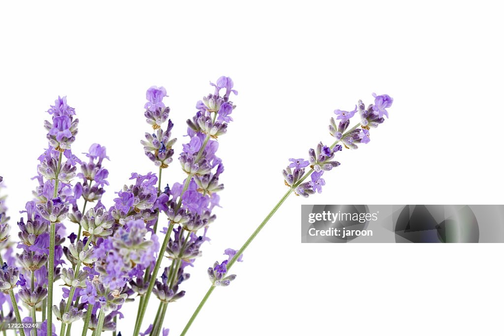 Fresh lavender