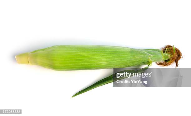 corn cob isolated on white - husk stockfoto's en -beelden