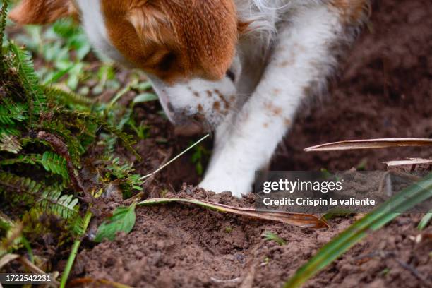 dog digging a hole in the ground - scavare foto e immagini stock