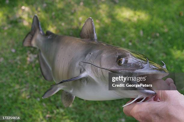 channel catfish - catfish stock pictures, royalty-free photos & images