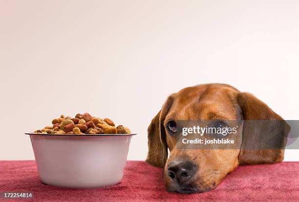 en espera - recipiente para la comida del animal fotografías e imágenes de stock