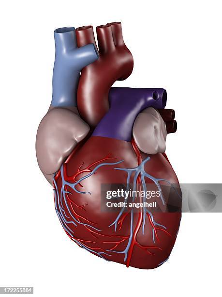 corazón humano médica del estudio - heart ventricle fotografías e imágenes de stock