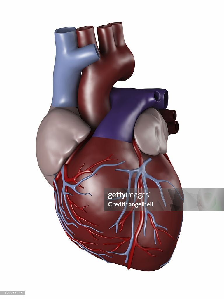 Human heart for medical study