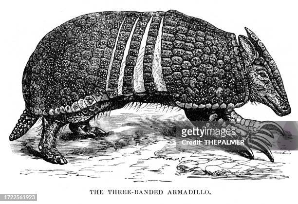 der dreibändige armadillo-stich 1893 - leprosy stock-grafiken, -clipart, -cartoons und -symbole