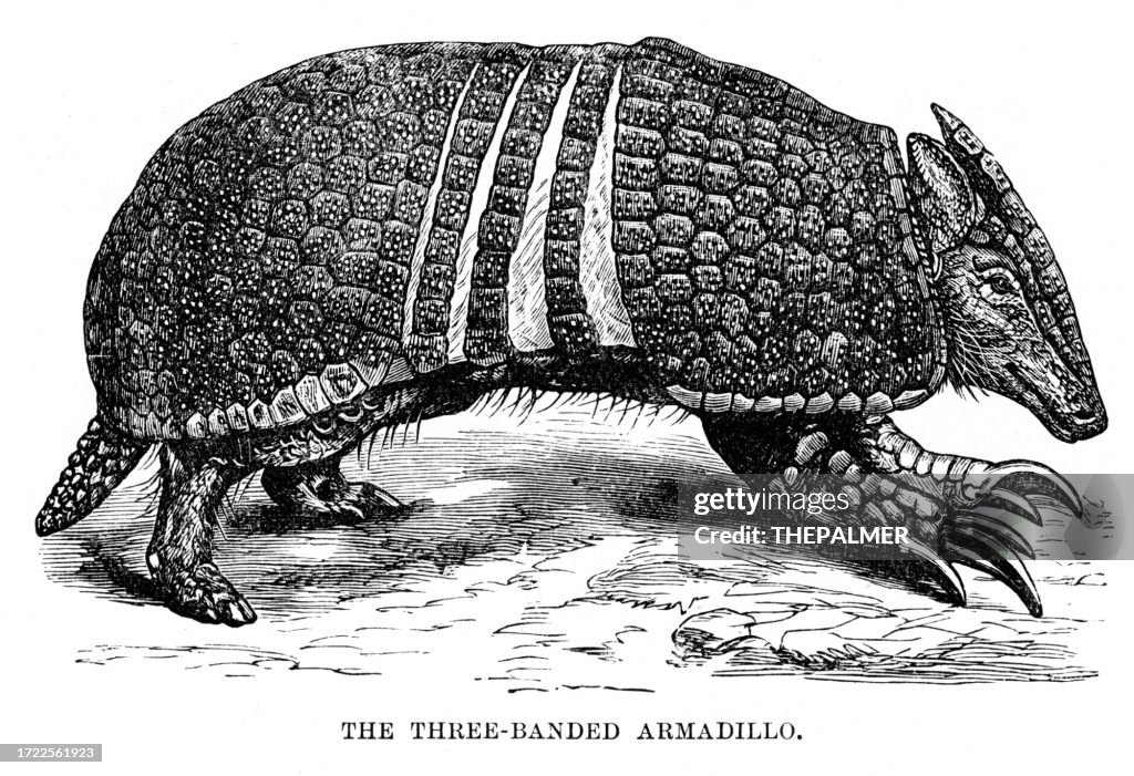 The three-banded Armadillo engraving 1893